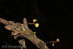 Chiloschista glandulosa